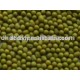 NEW CROP green mung bean